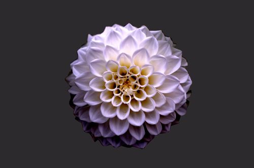 Free A beautiful white dahlia flower in full bloom captured against a dark backdrop, showcasing its delicate petals. Stock Photo