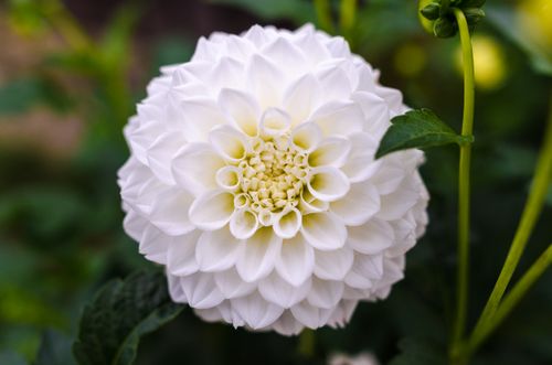 Free A detailed close-up view of a white dahlia, showcasing its intricate petals in a garden setting. Stock Photo