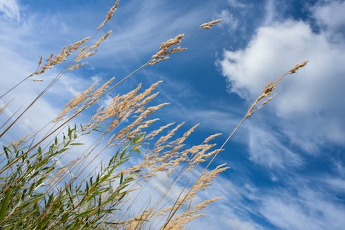 Free stock photo of bent, blue sky, cloud