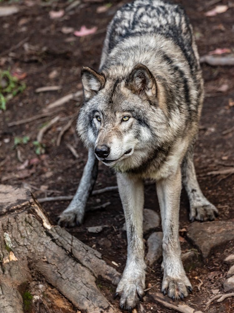 Gray Eurasian Wolf