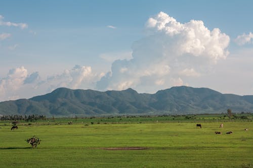 家畜, 景觀, 牧場 的 免費圖庫相片