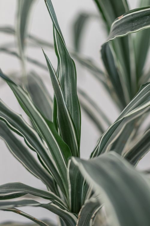 Free A detailed view of variegated leaves on a houseplant, showcasing intricate patterns. Stock Photo
