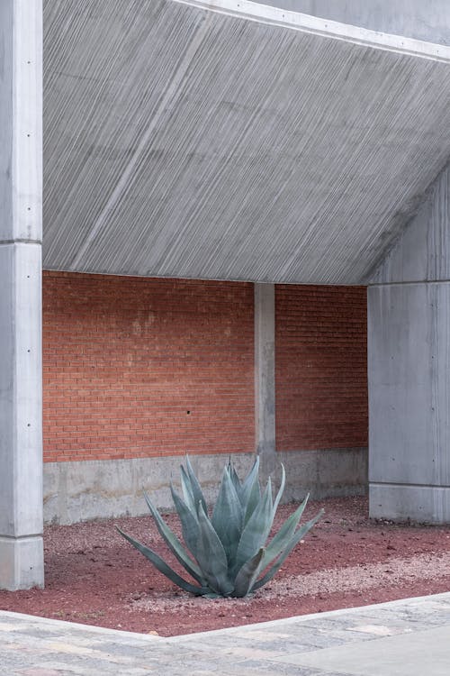 Gratis stockfoto met agave, buitenkant van het gebouw, exotisch