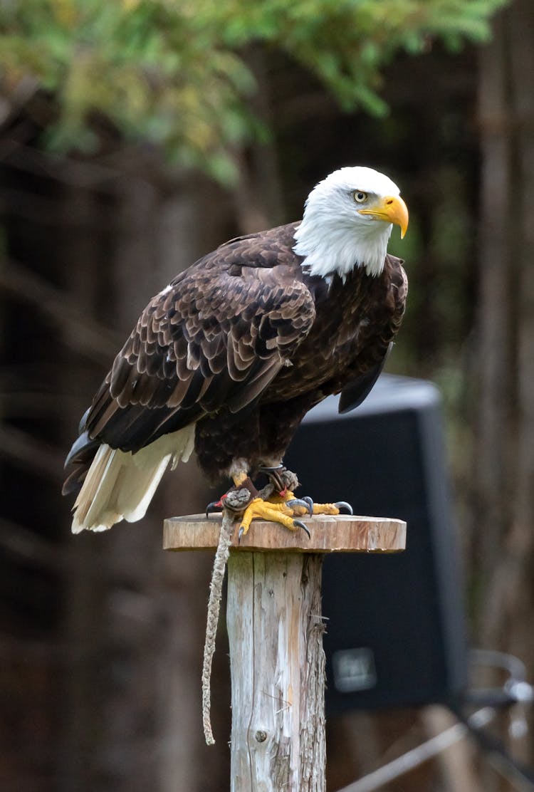 Eagle Perching On Wood