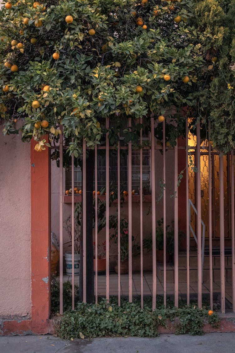 Oranges On Tree By Gate