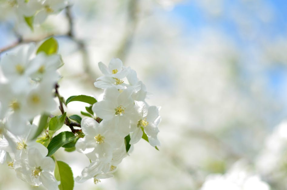 White Flower Picture during Daytime · Free Stock Photo