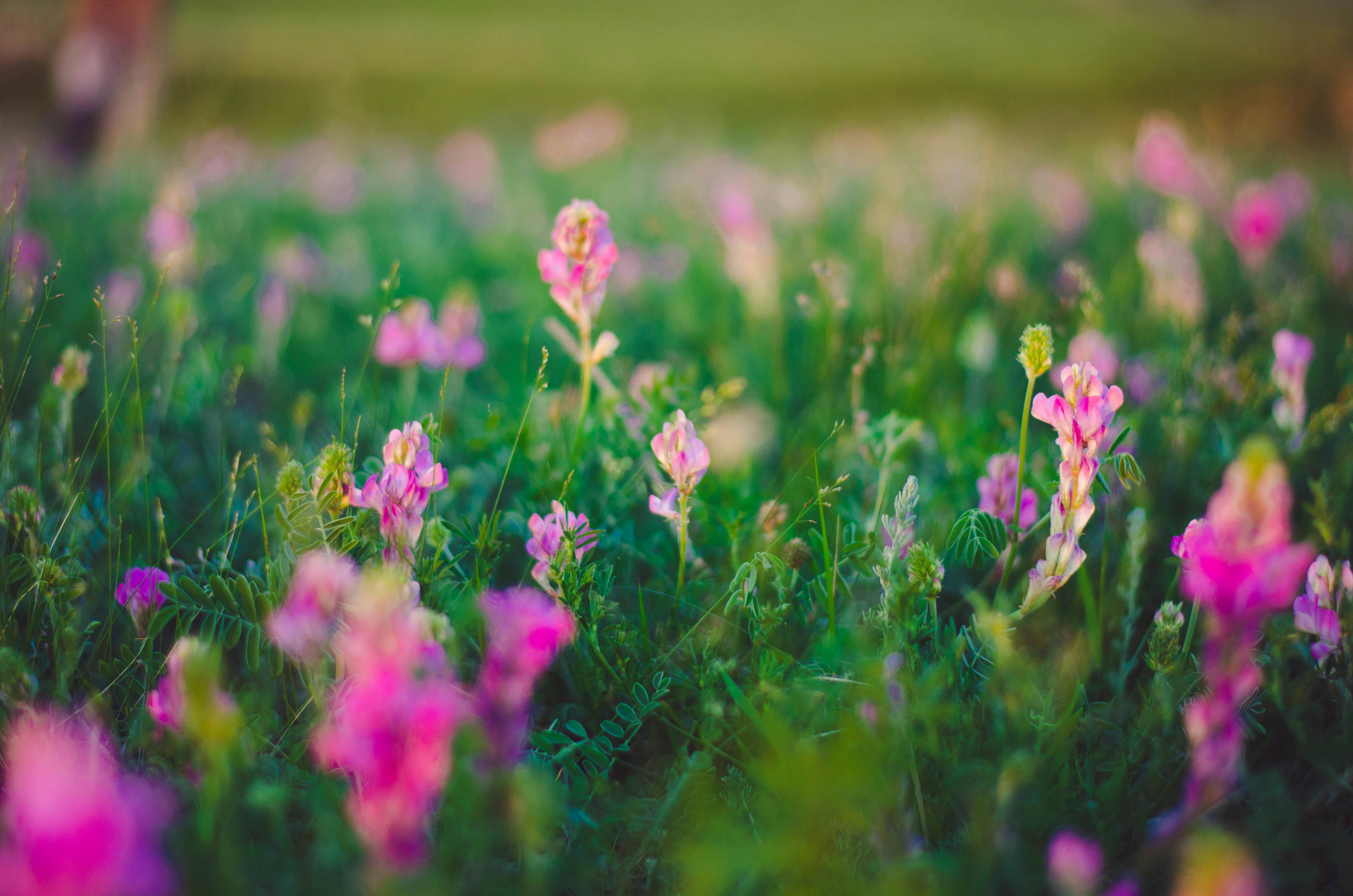 Purple Flower · Free Stock Photo