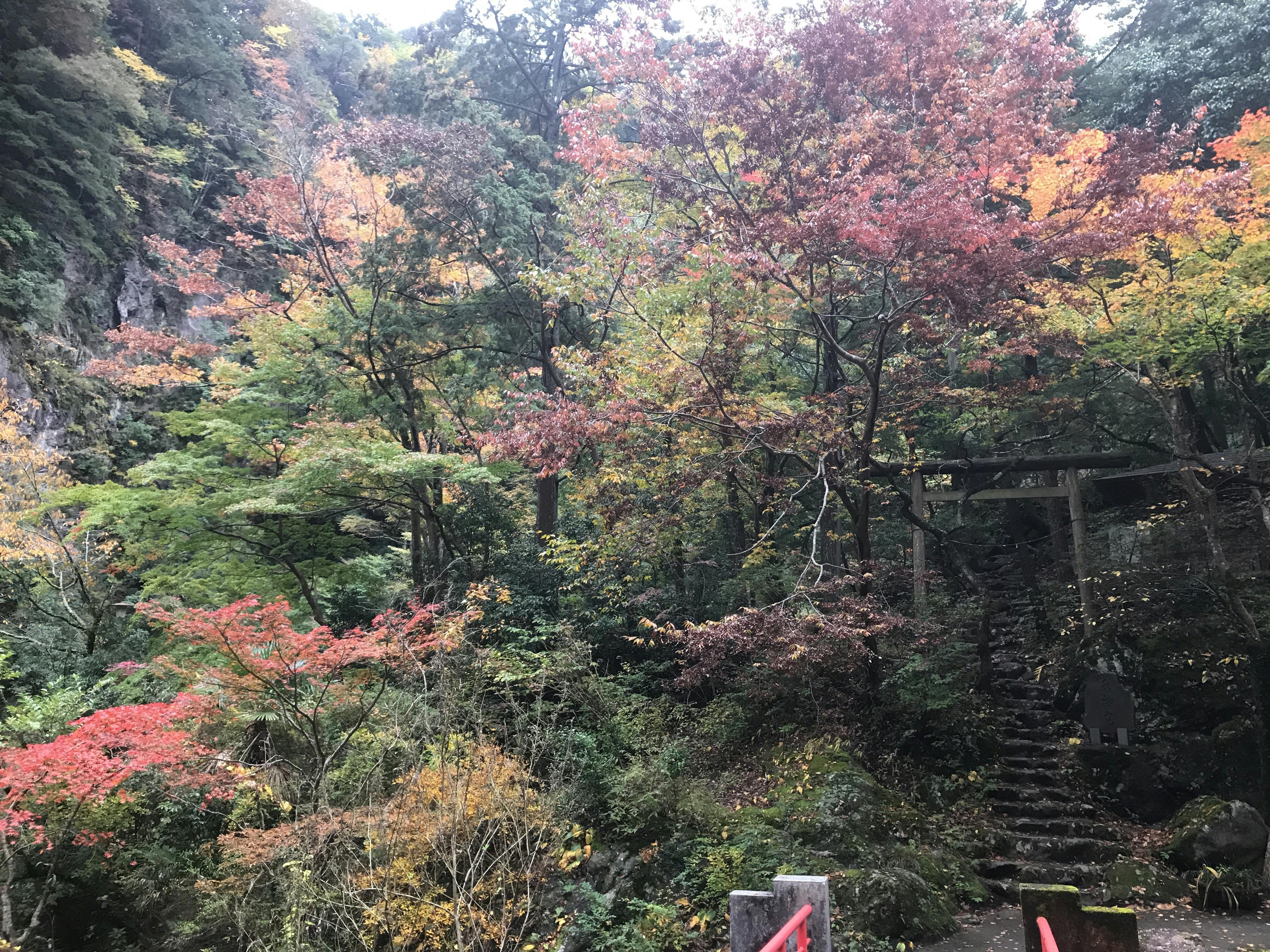 Muscles obliques de l'abdomen