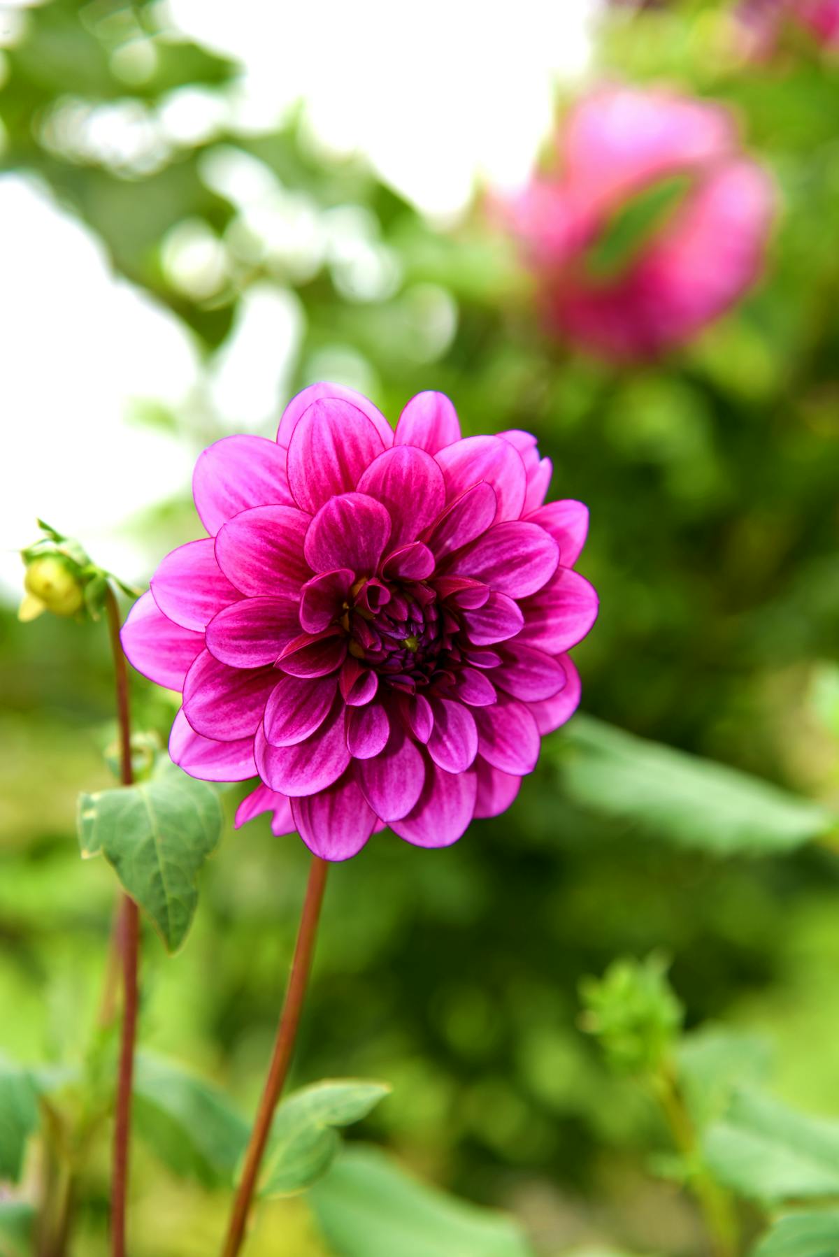 Person holding a smartphone and laptop with charts, symbolizing digital literacy and market analysis