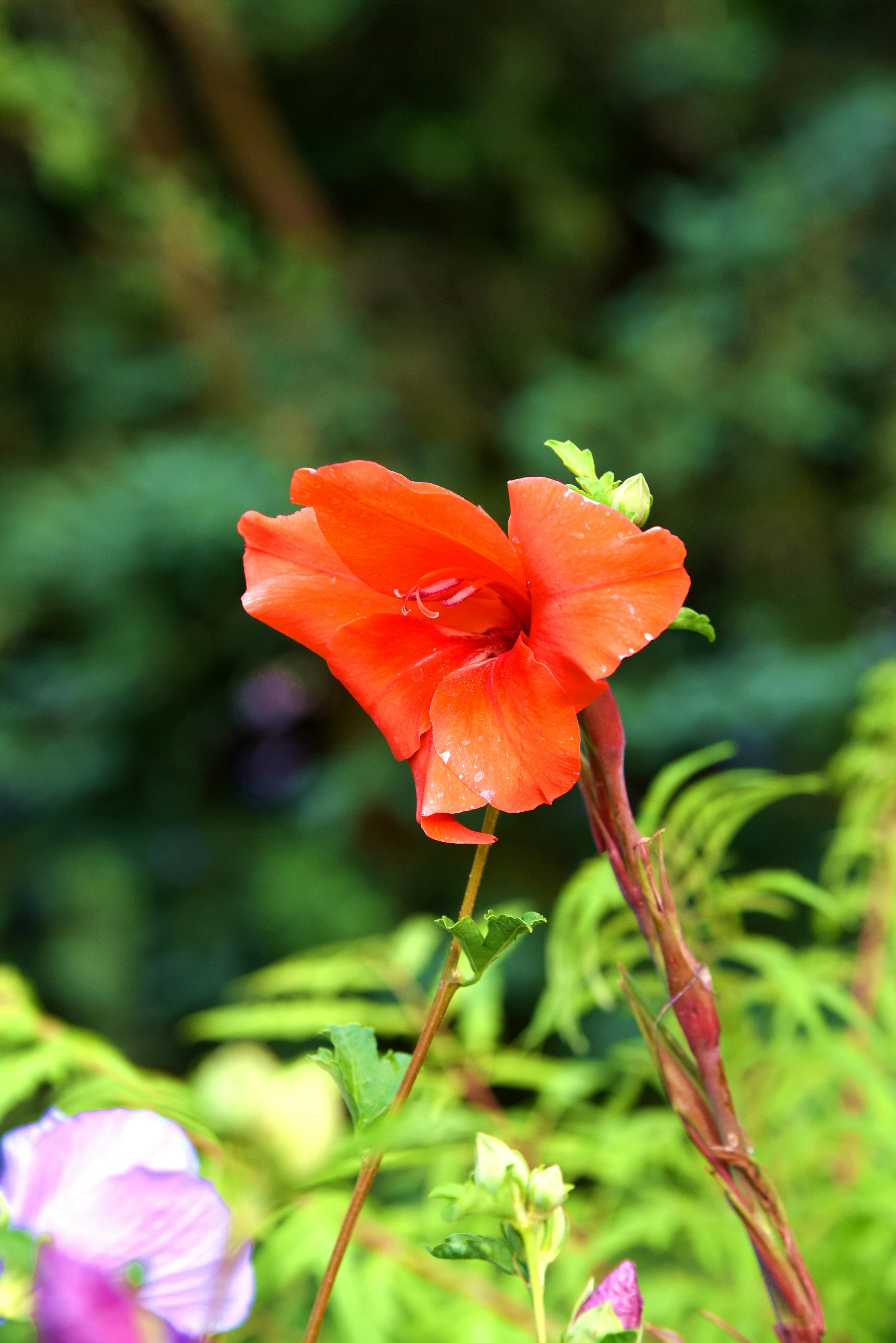 Digital credibility and AI trust scoring systems