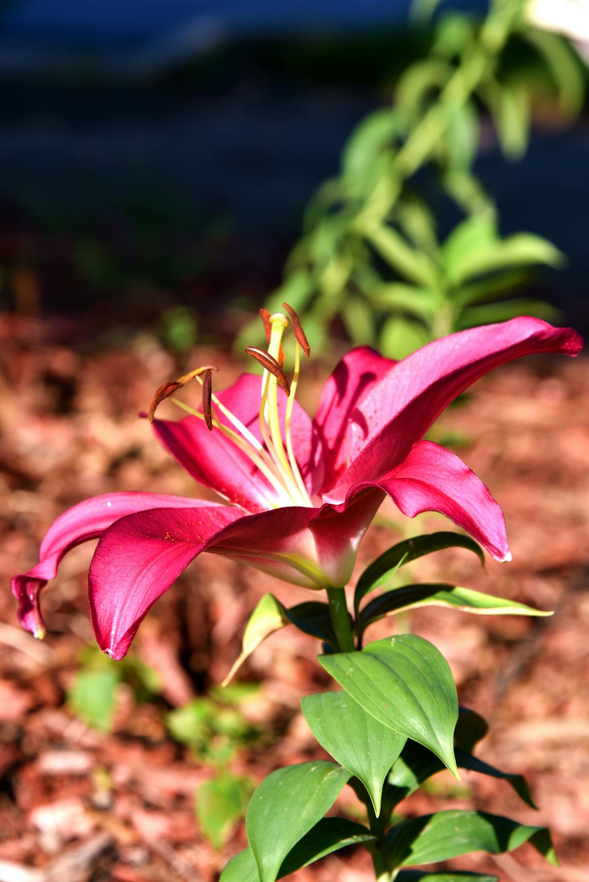 Person analyzing risk on a laptop with digital charts