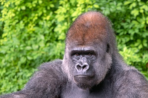 Close Up Photo of a Gorilla 