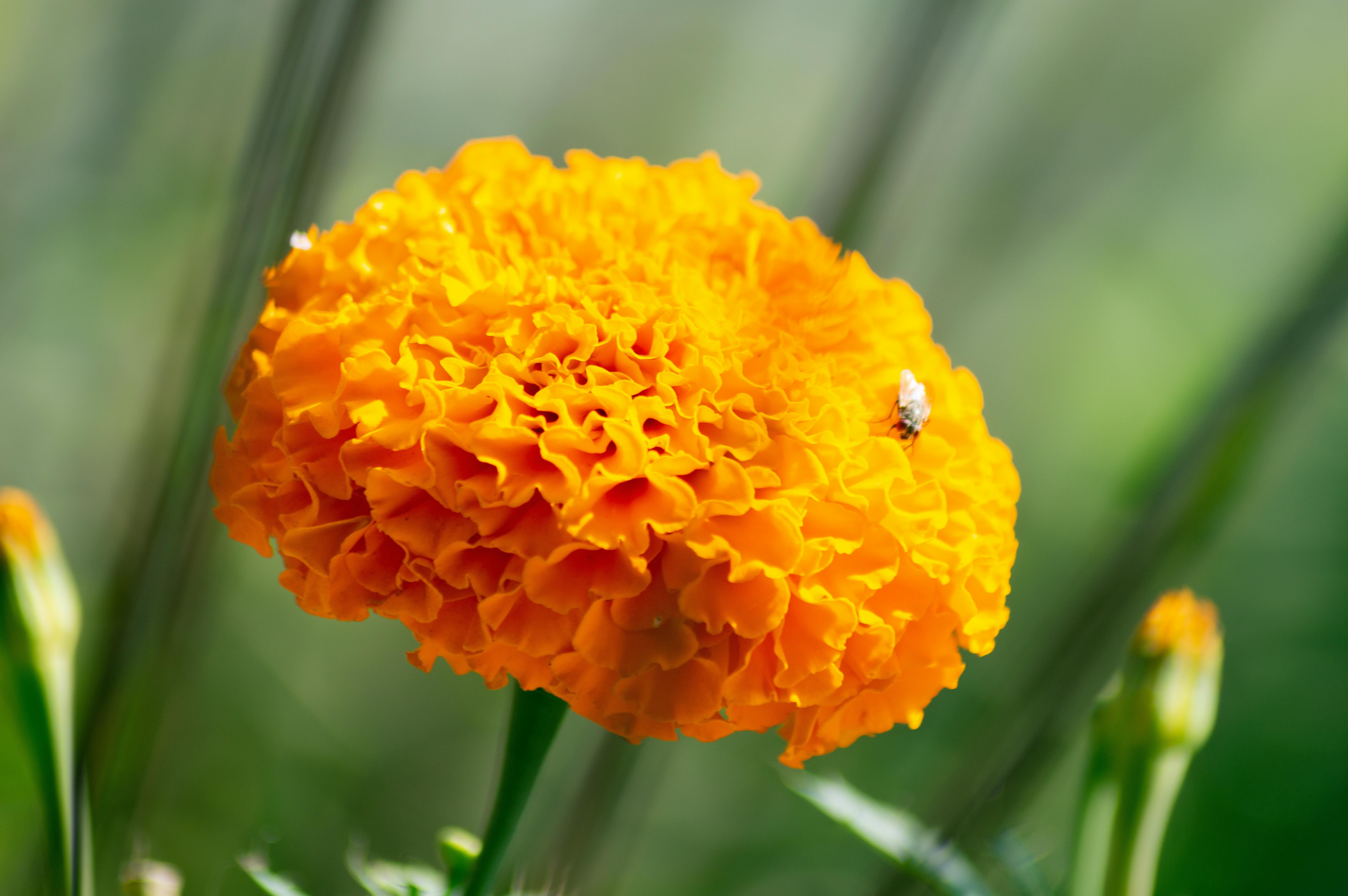 Marigold Wallpaper Flowersred Flowers Stock Photo 1165436575 | Shutterstock