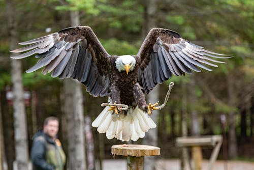 Landing of Bald Eagle in a Wooden Perch 