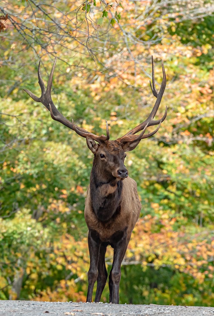 Animal Photography Of Brown Elk 