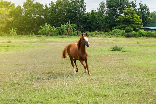 Foto profissional grátis de animal, animal da fazenda, cavalaria