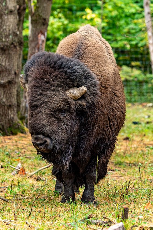 Free Brown Bison on Green Grass  Stock Photo