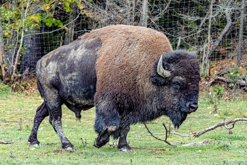 Free Brown Bison running on Green Grass  Stock Photo