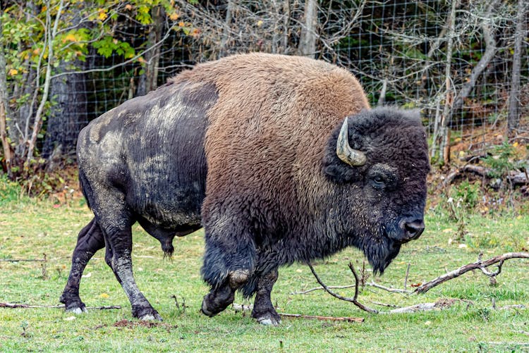 Brown Bison Running On Green Grass 