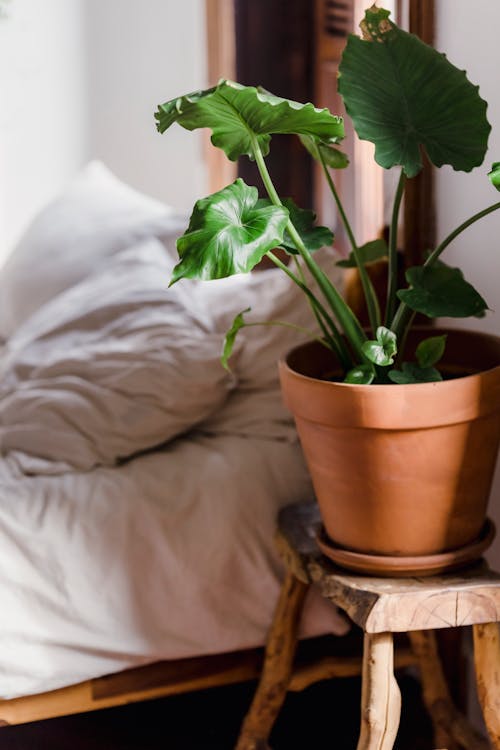 Ceramic pot with Alocasia Odora plant with big green leaves placed on small stool in bedroom