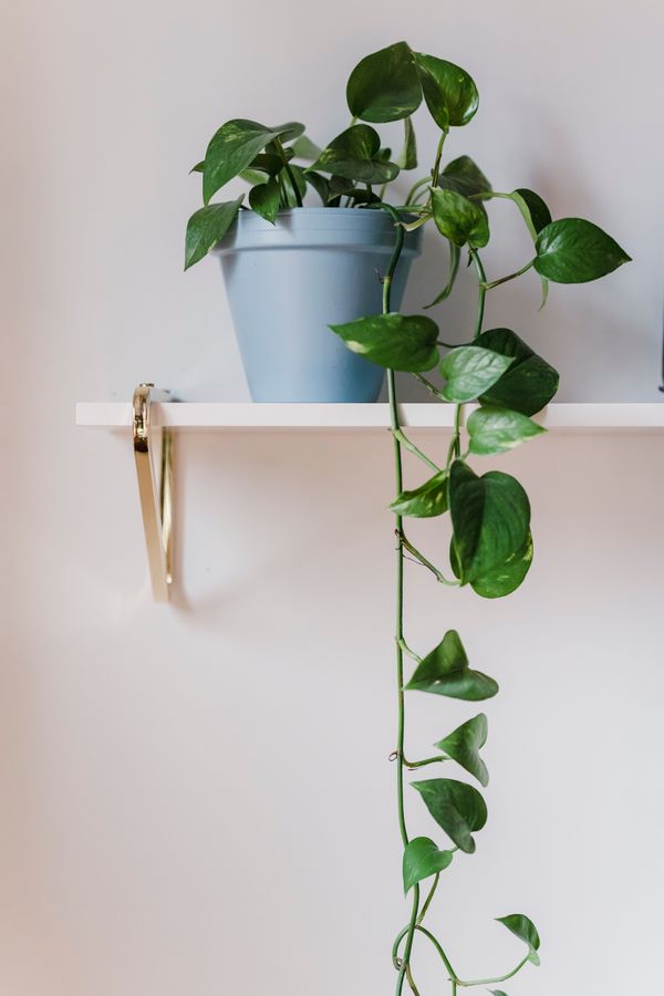 Pothos vine trailing from a blue pot on a floating shelf, photo by Tim Samuel on Pexels