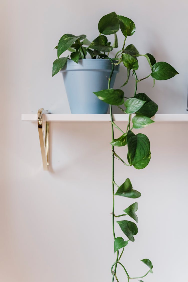 Potted Green Plant On White Shelf