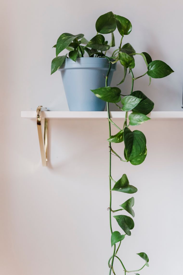 Trailing pothos vine