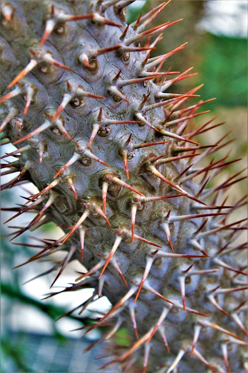 Close-up Photo of Spikey Cactus Trunk 