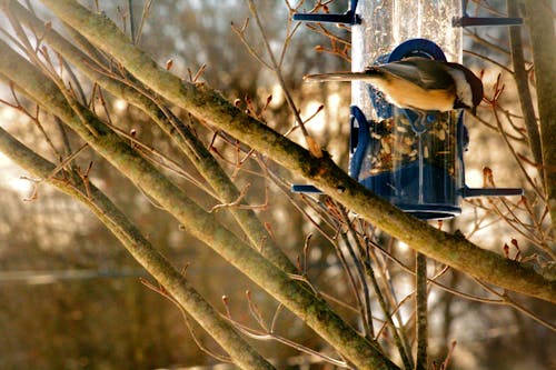 Free stock photo of bird, bird feeder, chickadee