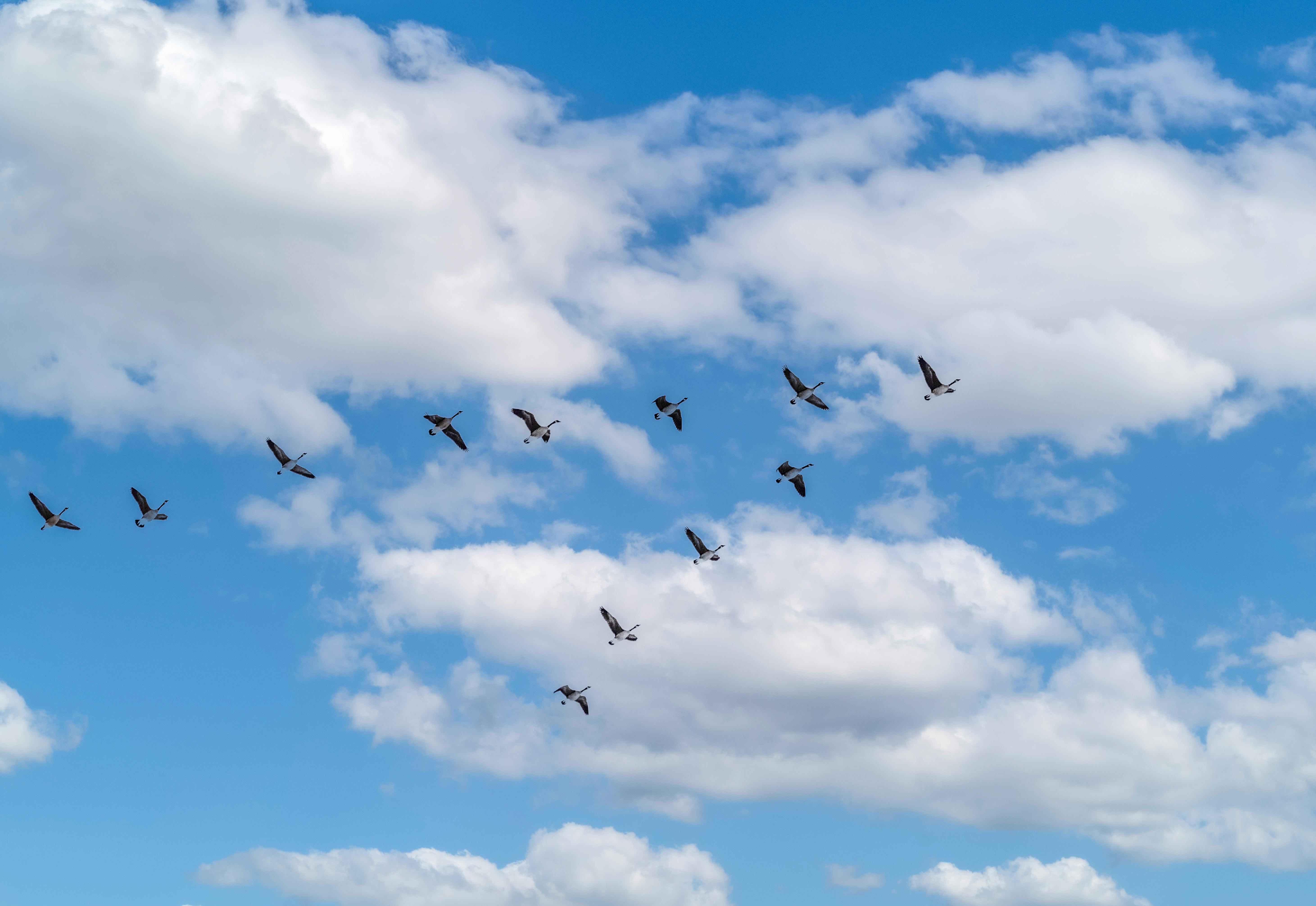 A flock of birds flying gracefully in a clear blue sky with soft white clouds.