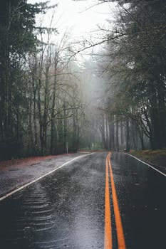 Empty wet asphalt road going through misty forest with tall lush and leafless trees against foggy sky on rainy day