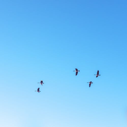 From below flock of migratory birds flying in bright cloudless blue sky on sunny day