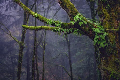 Mossy tree branches in forest