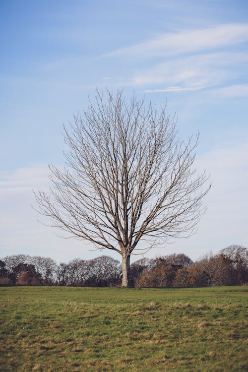 Imagine de stoc gratuită din arbore fără frunze, câmp, fotografiere verticală