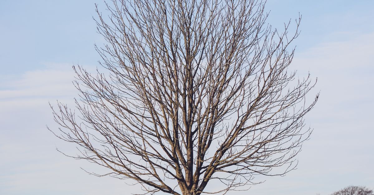 Leave Less Tree A Leafless Tree in the Countryside · Free Stock Photo