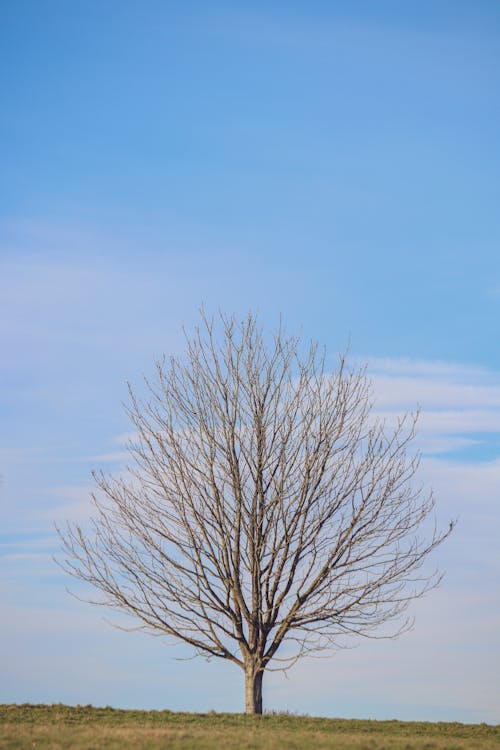 Imagine de stoc gratuită din arbore fără frunze, câmp, cer albastru