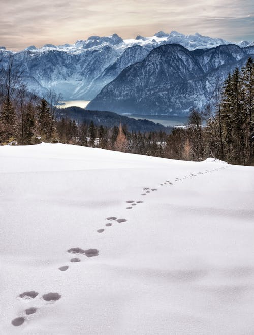grátis Pegadas De Animais Na Neve Perto Da Montanha Durante O Dia Foto profissional
