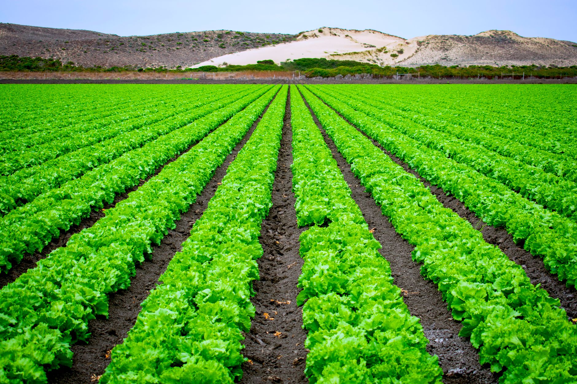 Rows of lettuce in an agricultural field illustrate how hard it can be to spot contamination before produce is harvested and distributed.