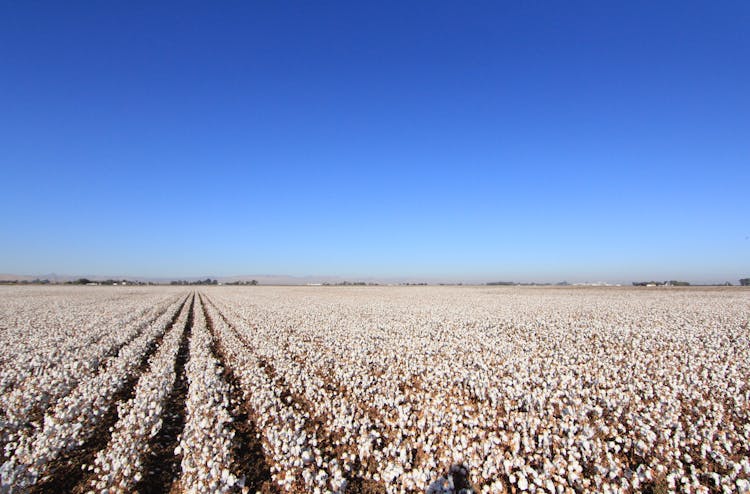 View Of A Cotton Field