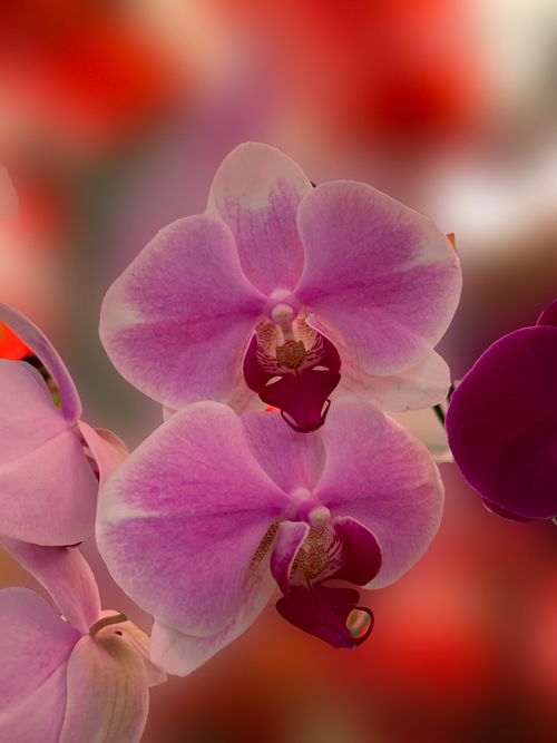 Free Close-up of vibrant pink Phalaenopsis orchids in full bloom, showcasing intricate details and rich hues. Stock Photo