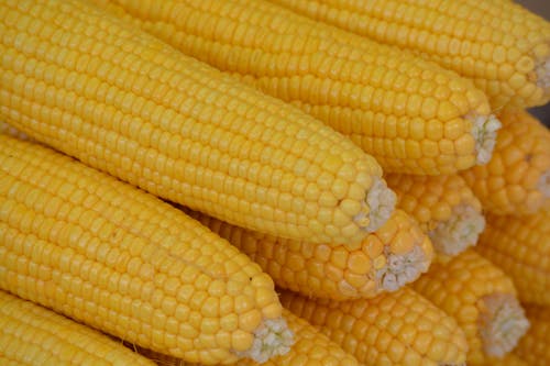 Free stock photo of corn, golden yellow, yellow corn