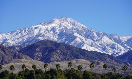 Free Majestic snow-capped mountains with palm trees in Redlands, California, on a clear day. Stock Photo