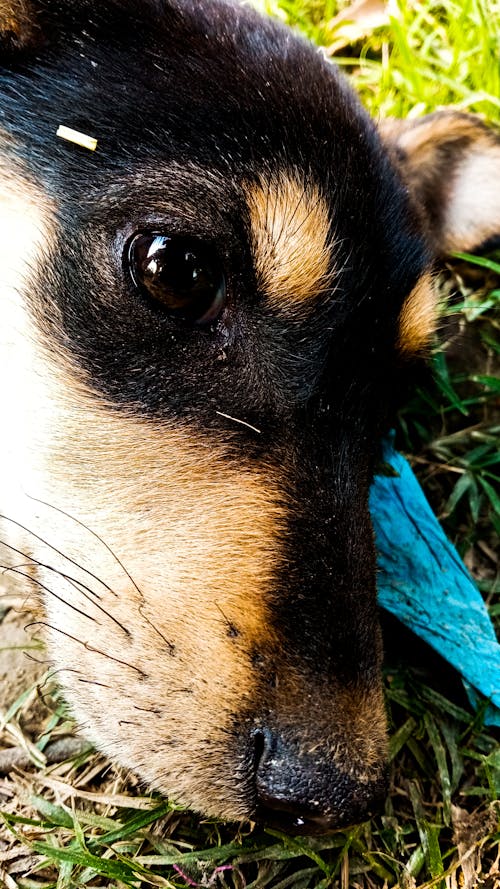 Free stock photo of artistic, baby dog, baeutiful eyes