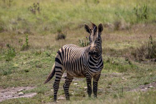 Free A zebra standing gracefully in a grassy field, showcasing its striking black and white stripes. Stock Photo