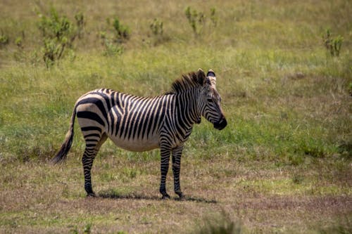 Free Zebra Standing on Grass Field Stock Photo