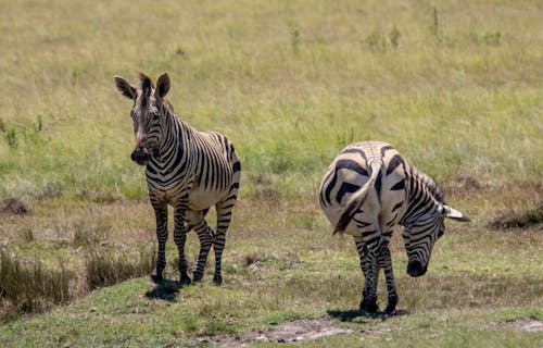 Free Zebras Walking Grass Field Stock Photo