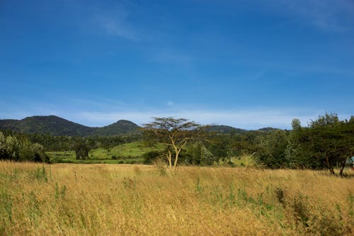 Free stock photo of grassland, hills