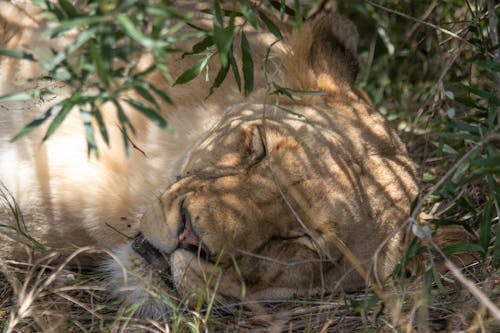 Brown Lion Sleeping on Grass Field 