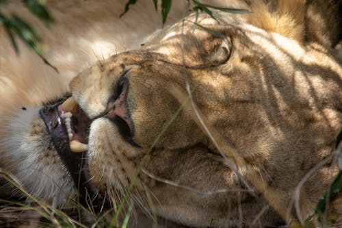 Free Close Up Photo of a Lion Stock Photo