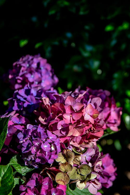 Pink Flowers in Tilt Shift Lens